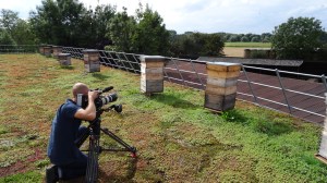 Ruches sur le toit végètalisé de Pocheco