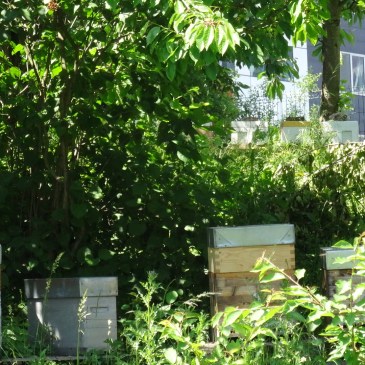 Ruches Ferme Marcel Dhenin Lille