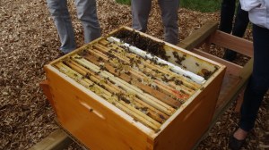 Ouverture de la première ruche du rucher du Marillon