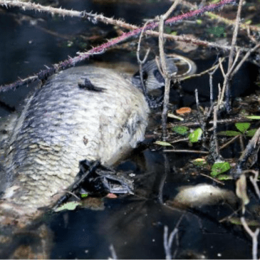 Pollution de l'Escaut