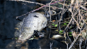 Pollution de l'Escaut