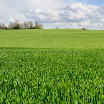 Champ de blé en Côte d'Or, Bourgogne,
